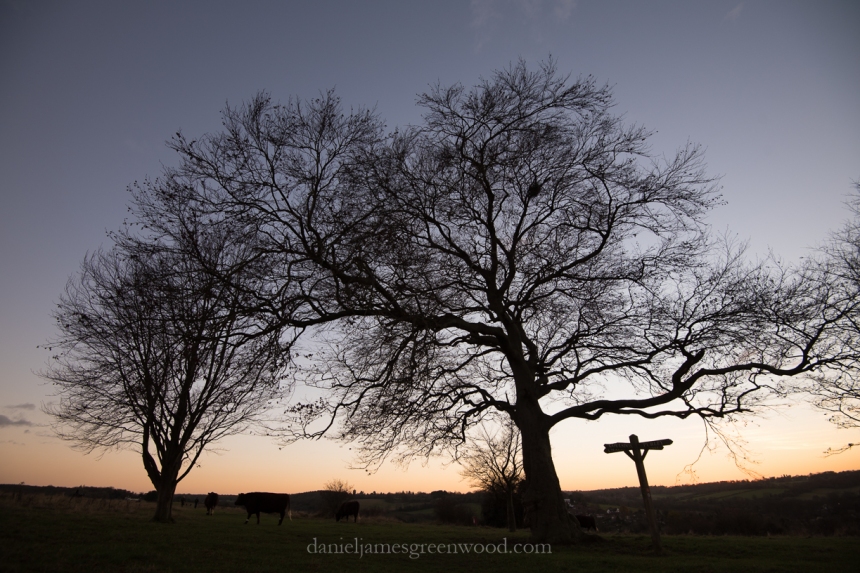 Dusk on the downs - North Downs diary - November 2016 - D. Greenwood