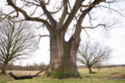 This oak deceives from one side...
