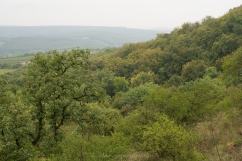 Ancient oak-lime woodland,