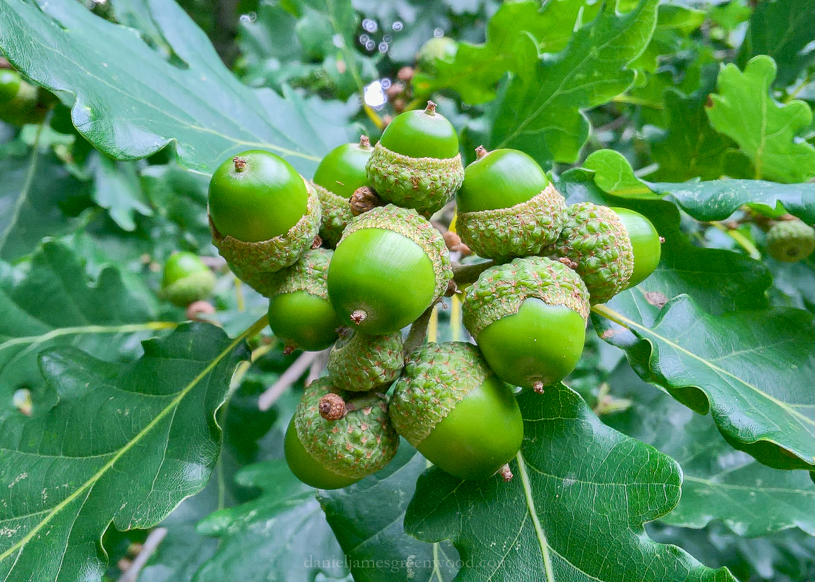 10 acorns on one bunch